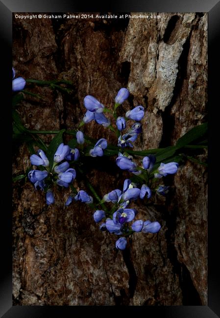  Tree Hugger Framed Print by Graham Palmer