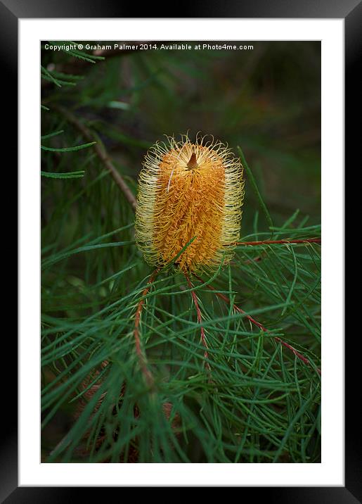  Hairpin Banksia Framed Mounted Print by Graham Palmer