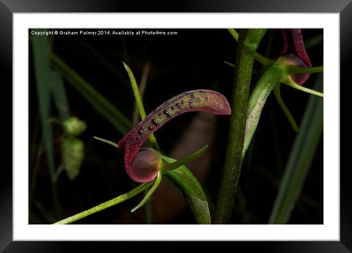  Tongue Orchid Delight Framed Mounted Print by Graham Palmer