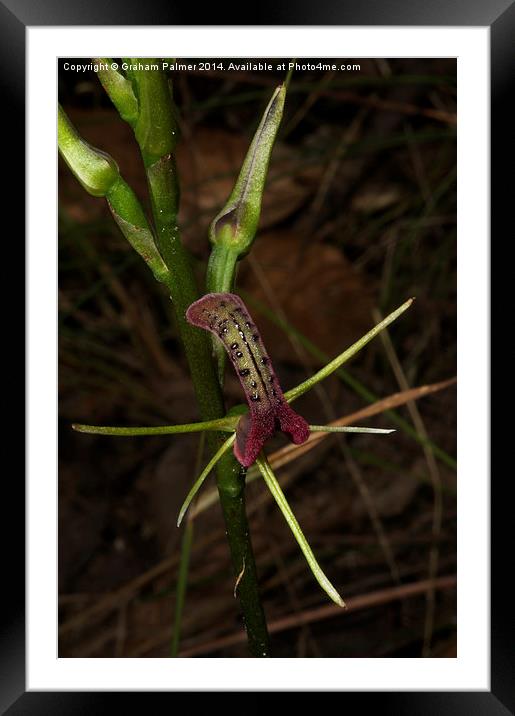  Tongue Orchid Framed Mounted Print by Graham Palmer