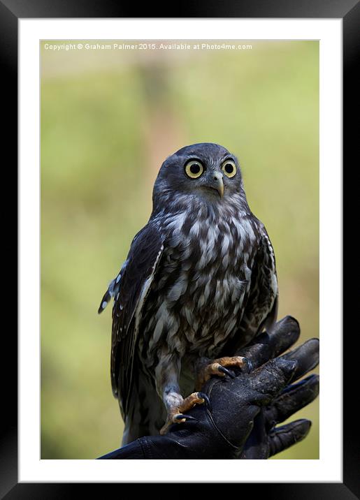  Owl Eyes Framed Mounted Print by Graham Palmer