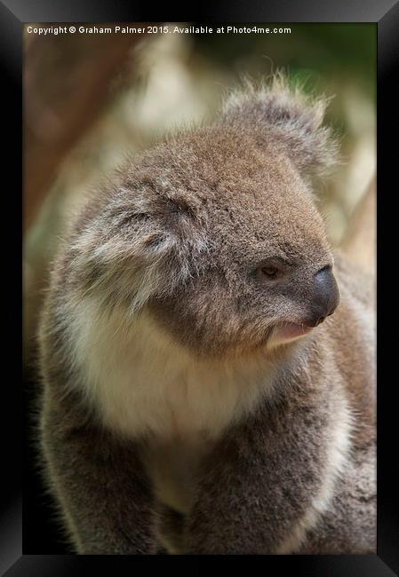 Koala In Profile Framed Print by Graham Palmer