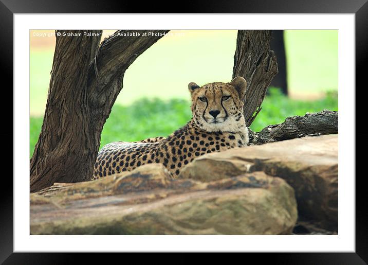 Cheetah On The Rocks Framed Mounted Print by Graham Palmer