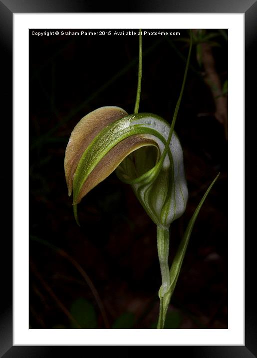 Early Cobra Orchid Framed Mounted Print by Graham Palmer