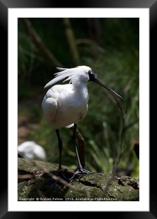 Look At Me Framed Mounted Print by Graham Palmer