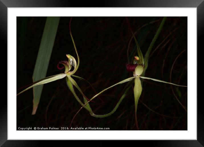 Twin Veins Framed Mounted Print by Graham Palmer