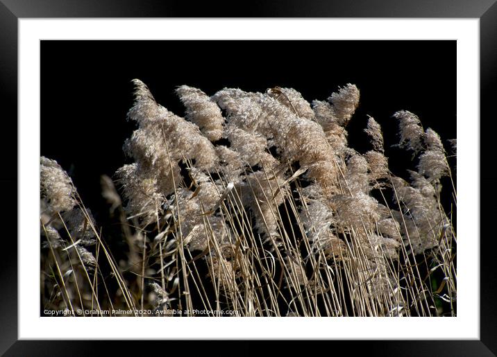 Grass In The Wind Framed Mounted Print by Graham Palmer