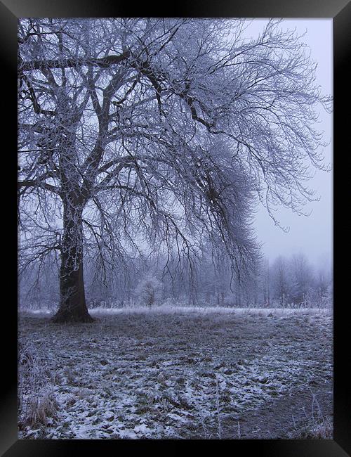 Winter Parkland Framed Print by Alan Winter