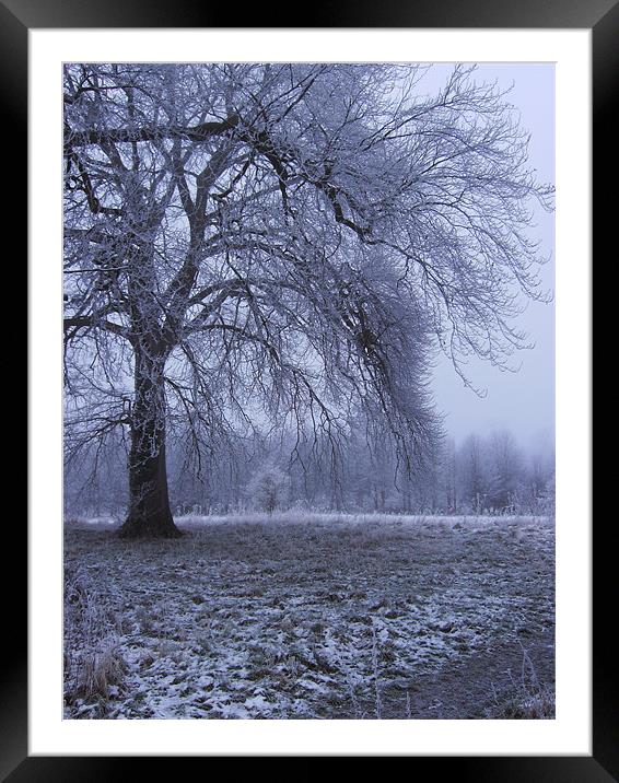 Winter Parkland Framed Mounted Print by Alan Winter