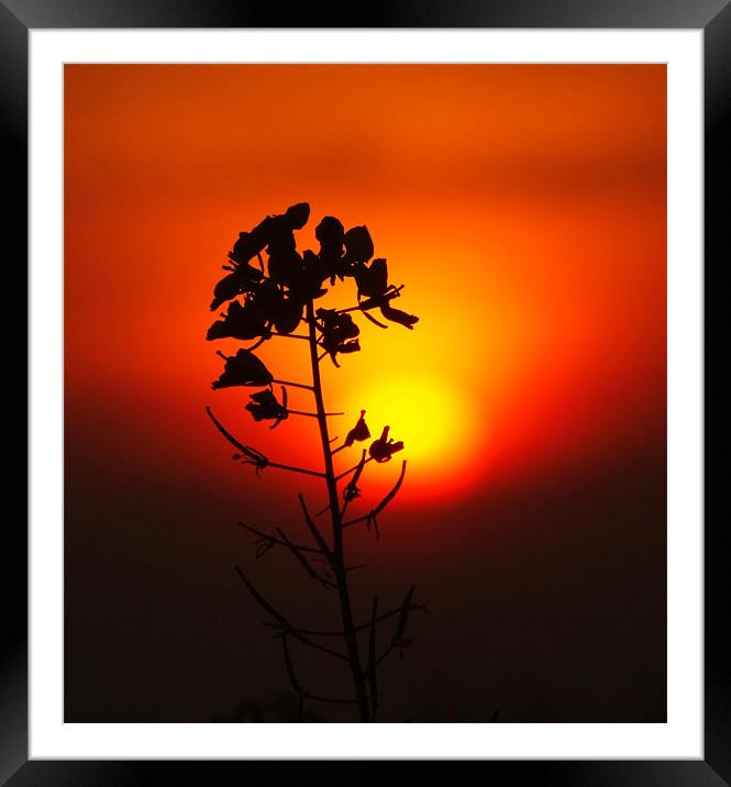 Reaching For the Sun Framed Mounted Print by Chele Willow