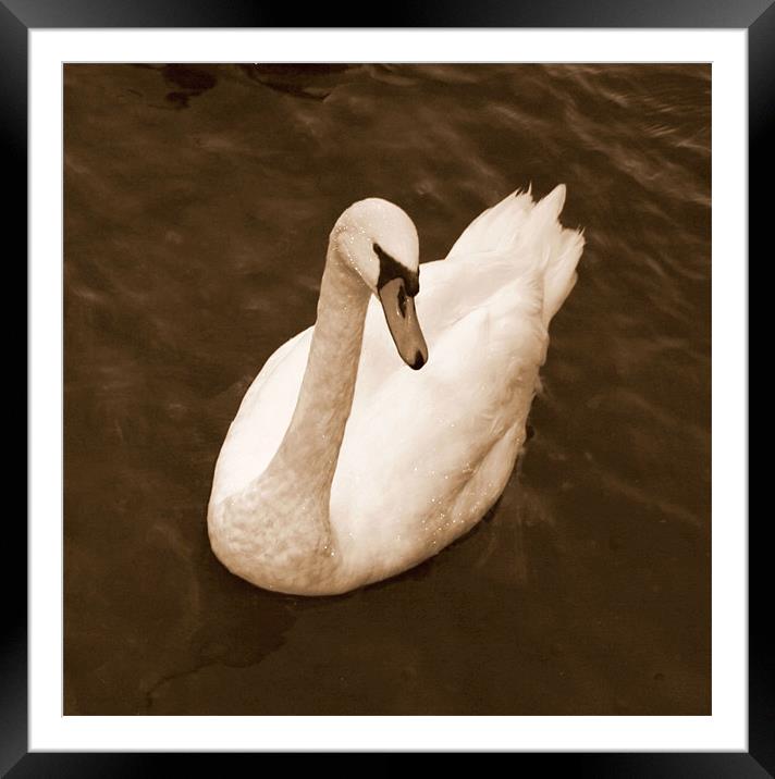 Windermere Swan Framed Mounted Print by Chele Willow