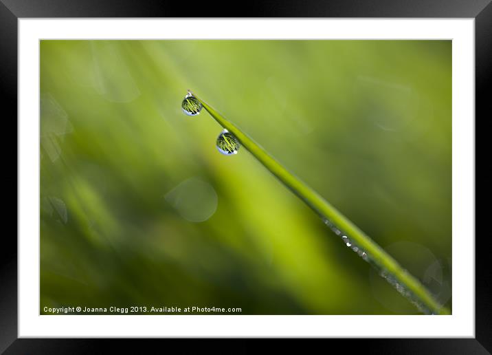 Dew Drops Framed Mounted Print by Joanna Clegg
