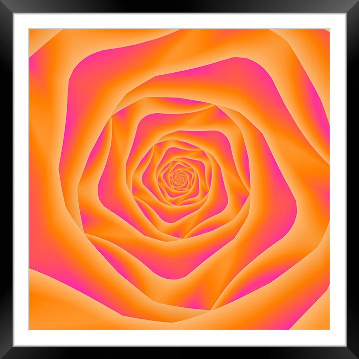 Orange and Pink Rose Spiral Framed Mounted Print by Colin Forrest