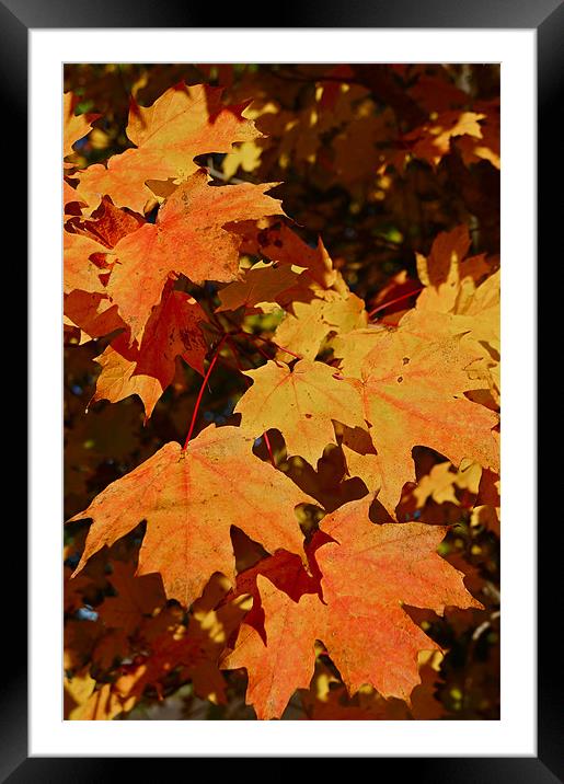 Maple Leaf Forever Framed Mounted Print by David Davies