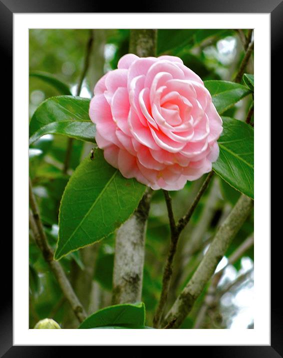 Pink Camellia Framed Mounted Print by David Davies