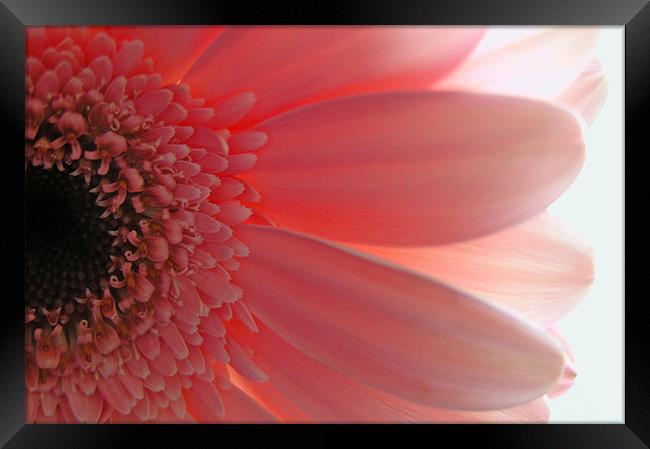 Glow Framed Print by Michelle O'Shea