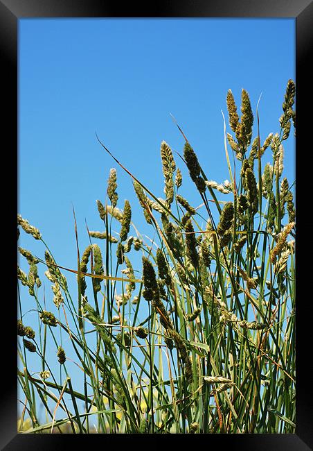 Grasses Framed Print by Michelle O'Shea