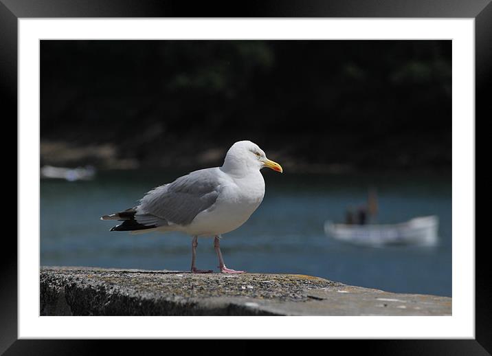 Herring Gull by Fowey River Framed Mounted Print by Michelle O'Shea