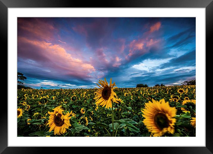 Sunflowers Framed Mounted Print by Dave Hudspeth Landscape Photography