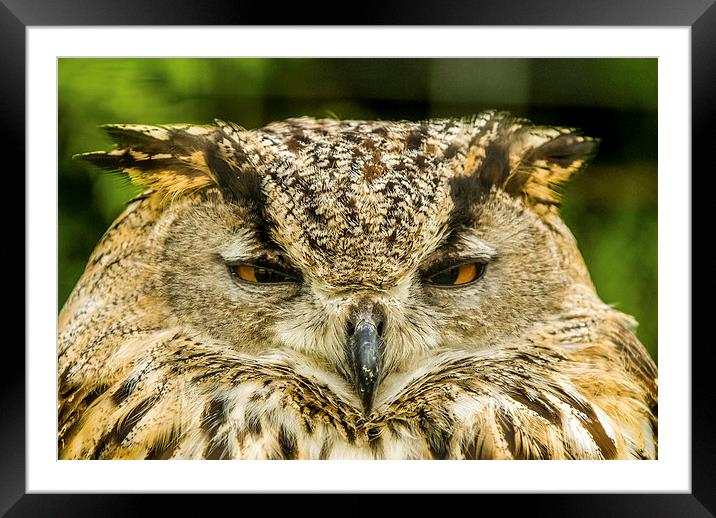 The Owl Framed Mounted Print by Dave Hudspeth Landscape Photography
