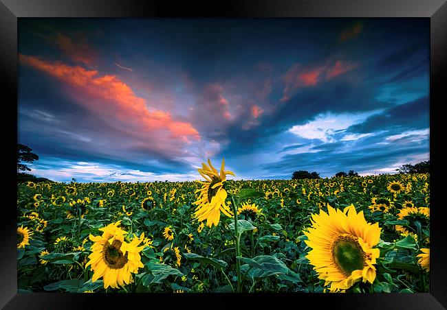  Sunflowers Framed Print by Dave Hudspeth Landscape Photography