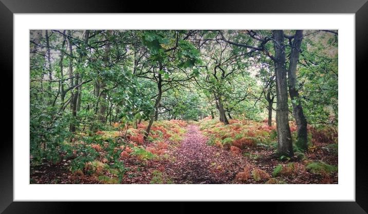 Autumn Forest 4 Framed Mounted Print by Jon Fixter