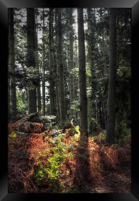 Autumnal Light in woodland  Framed Print by Jon Fixter
