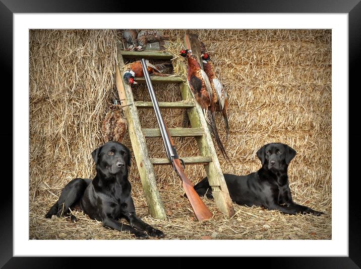 Black Labs resting  Framed Mounted Print by Jon Fixter