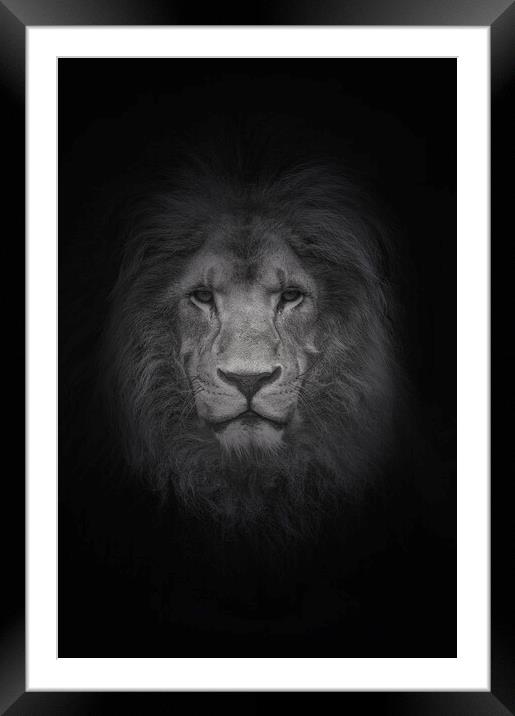 Portrait of a Lion  Framed Mounted Print by Jon Fixter