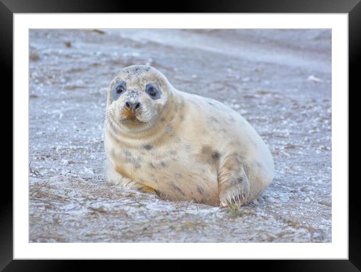 Young Seal Pup  Framed Mounted Print by Jon Fixter