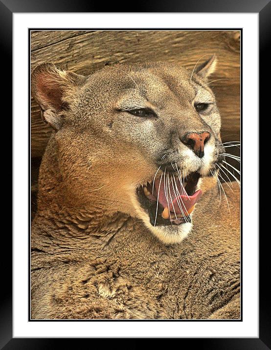 The awakened Puma Framed Mounted Print by Jon Fixter