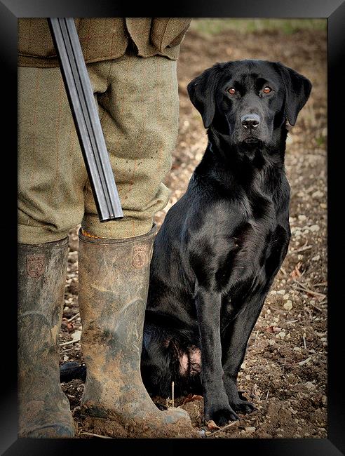 Black Labrador  Gundog awaiting command  Framed Print by Jon Fixter