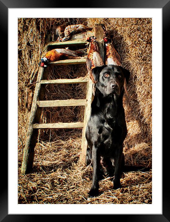  Black Labrador His Work is over  Framed Mounted Print by Jon Fixter