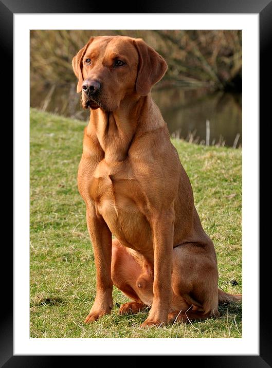  Fox Red Labrador  Framed Mounted Print by Jon Fixter