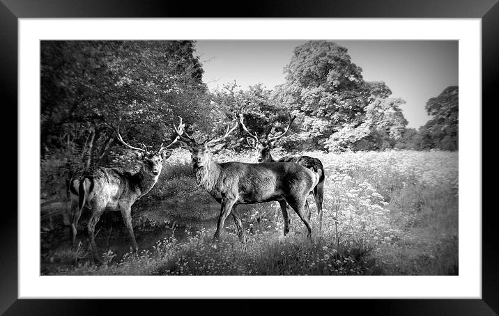  The Stag Party Framed Mounted Print by Jon Fixter