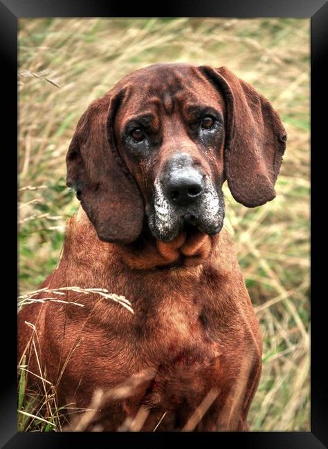 Bloodhound In Long Grass Framed Print by Jon Fixter