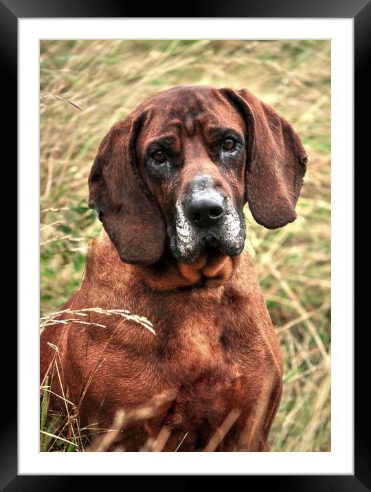Bloodhound In Long Grass Framed Mounted Print by Jon Fixter