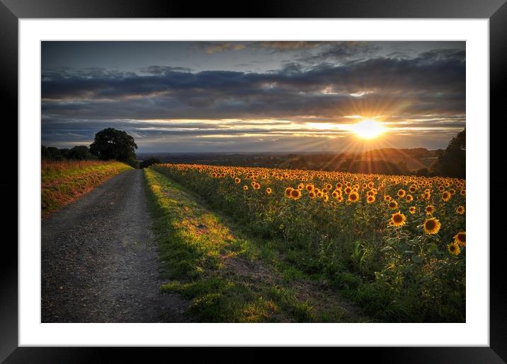 Sun rays & Sunflowers  Framed Mounted Print by Jon Fixter