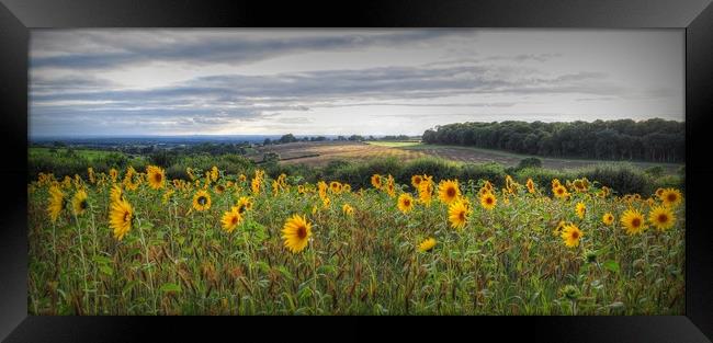 Full of Sunflowers  Framed Print by Jon Fixter