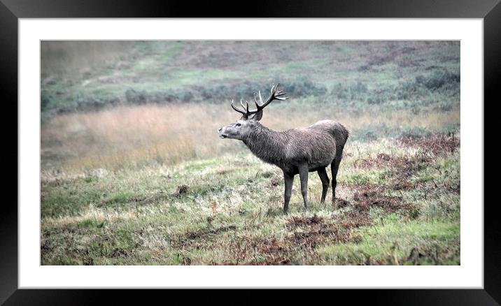 Red Deer Calling Framed Mounted Print by Jon Fixter