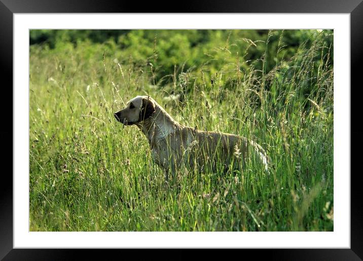 Gun dog in wild flower bank Framed Mounted Print by Jon Fixter