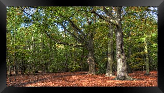 Autumn Morning Light in the wood Framed Print by Jon Fixter