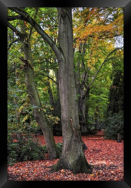 Woodland in Autumn color's  Framed Print by Jon Fixter