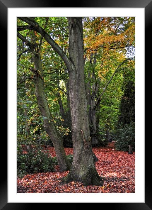 Woodland in Autumn color's  Framed Mounted Print by Jon Fixter