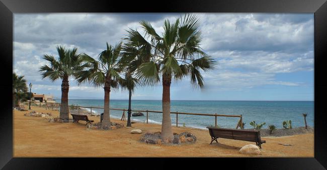 Palms trees  & empty seats  Framed Print by Jon Fixter