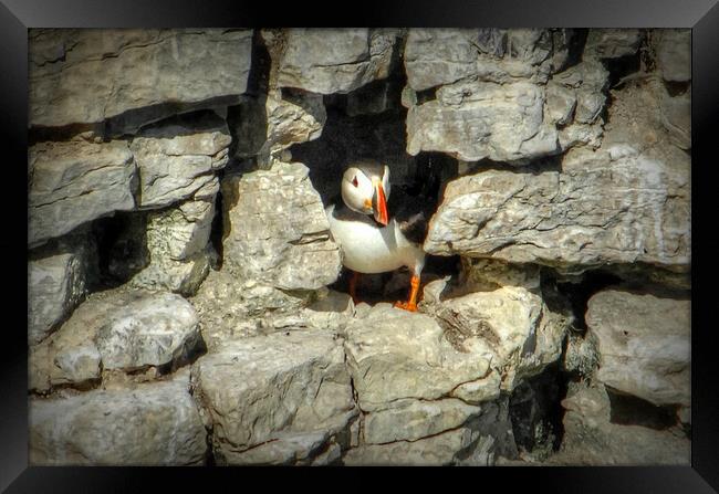 Puffin at home Framed Print by Jon Fixter
