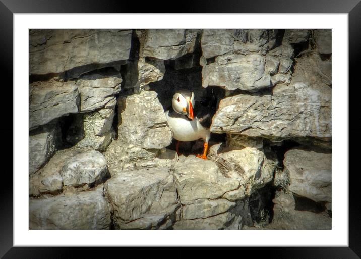 Puffin at home Framed Mounted Print by Jon Fixter