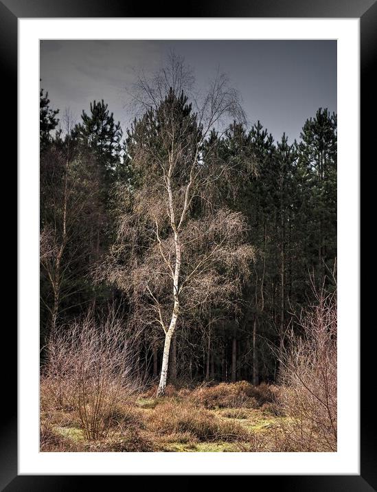 Silver Birch tree Framed Mounted Print by Jon Fixter