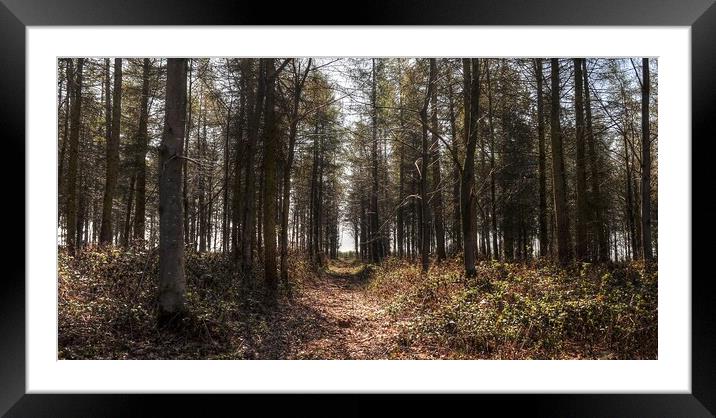 Into the woodland  Framed Mounted Print by Jon Fixter