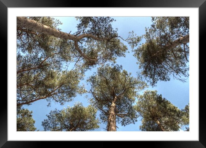 Pine Tree canopy Framed Mounted Print by Jon Fixter